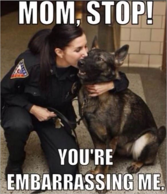 k9dog memes14