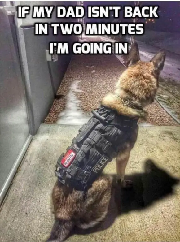 k9dog memes16
