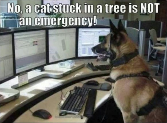 k9dog memes17
