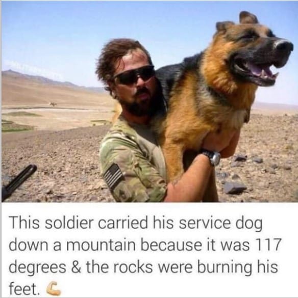 k9dog memes18