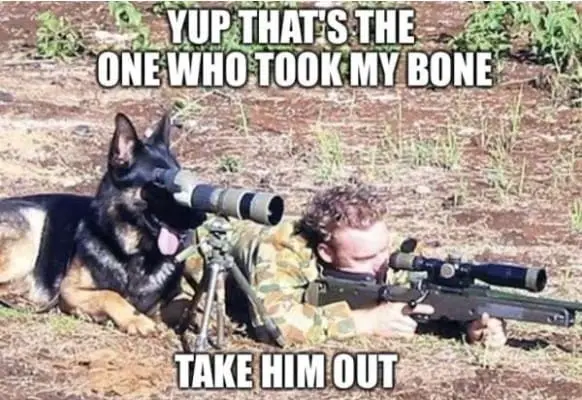 k9dog memes19