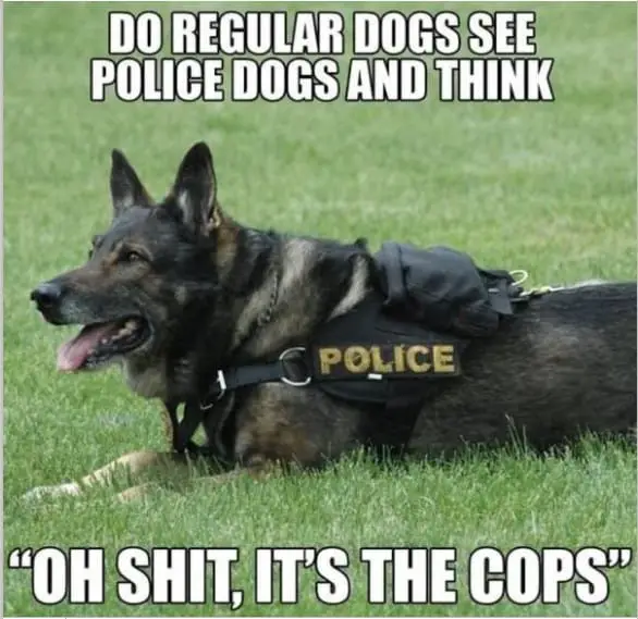 k9dog memes20