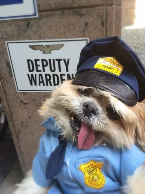 k9dog memes3