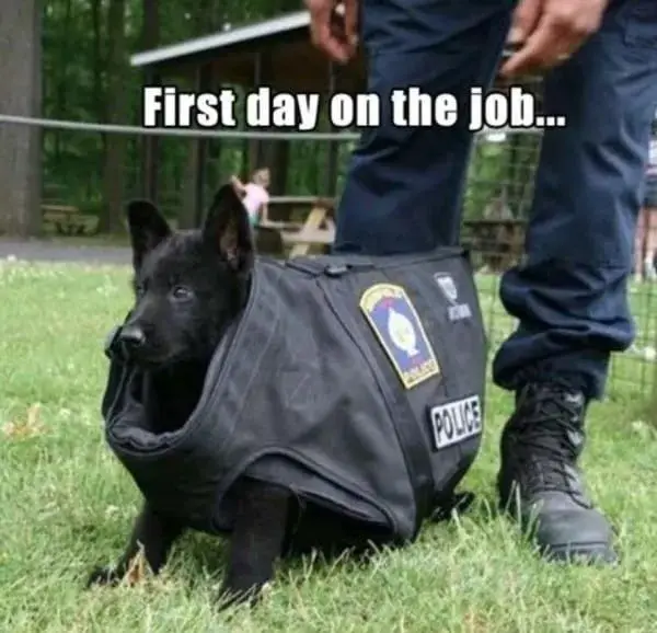 k9dog memes5