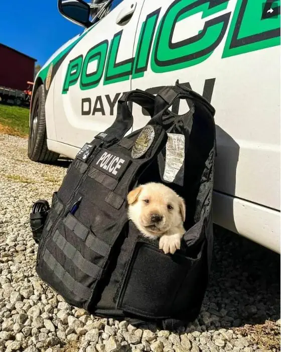 k9dog memes6