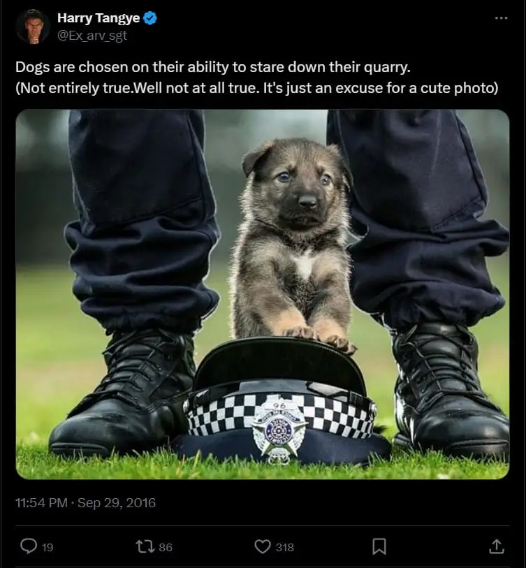 20 Hilarious K9 Dog Memes That Will Have Your Tail Wagging with Excitement" 10 k9dog memes7