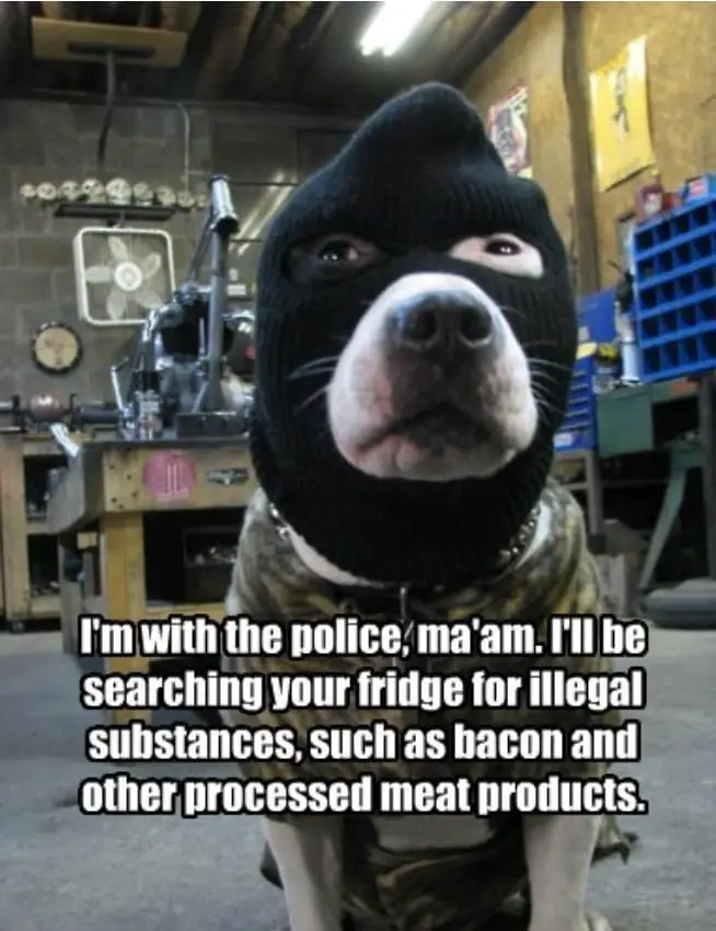 k9dog memes8