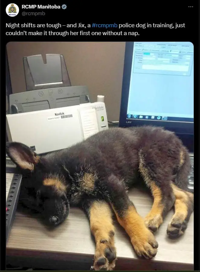 20 Hilarious K9 Dog Memes That Will Have Your Tail Wagging with Excitement" 8 k9dog memes9