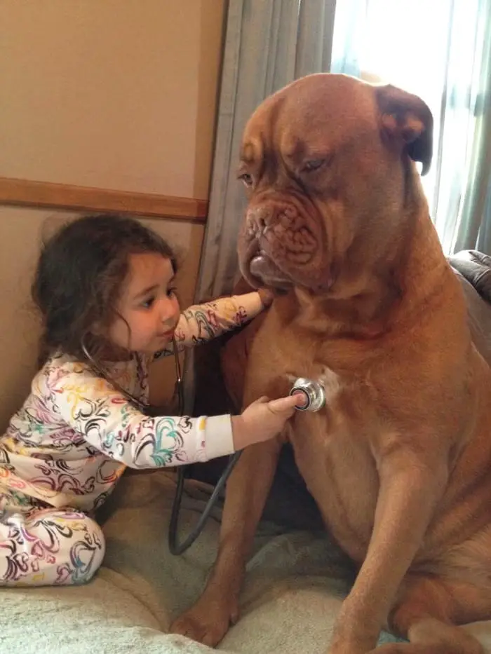 kids and dogs