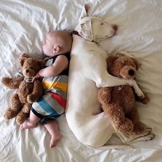kids and dogs13