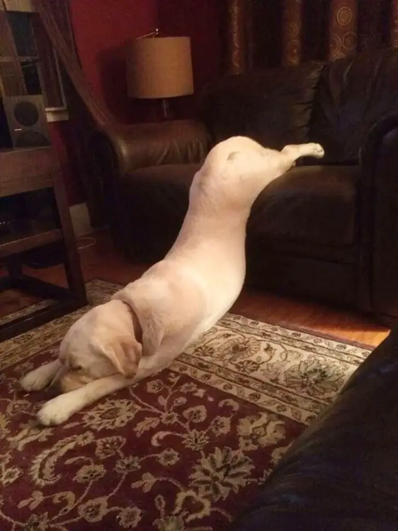 lazy dog 2