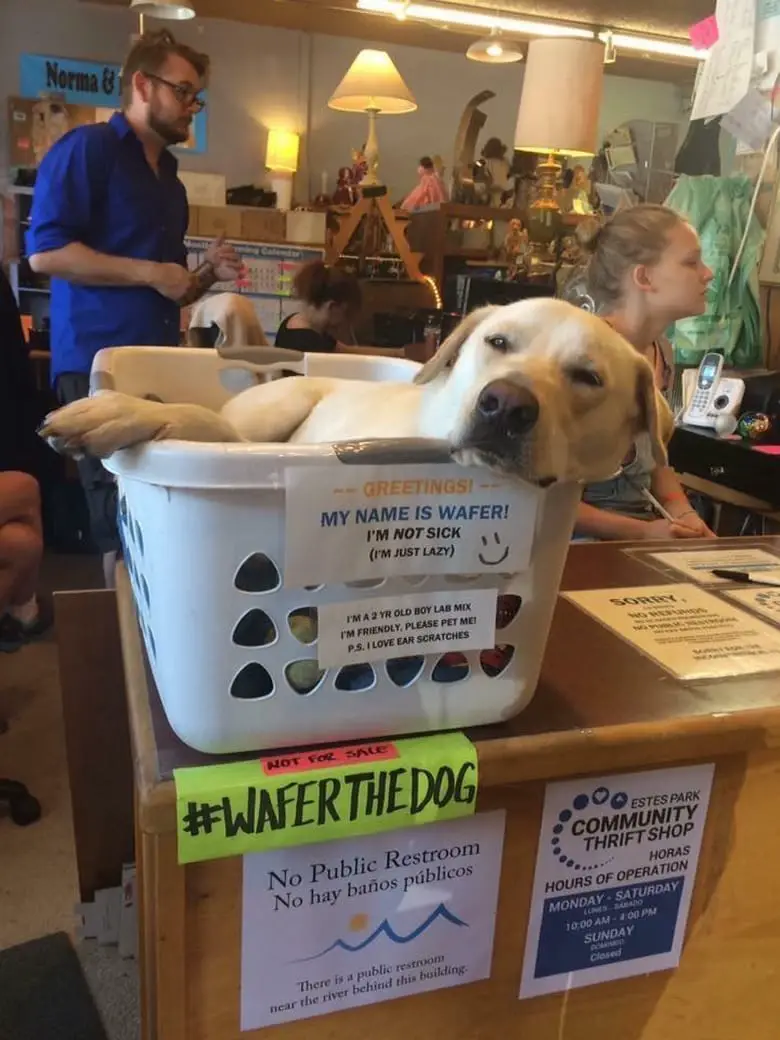 lazy dog12