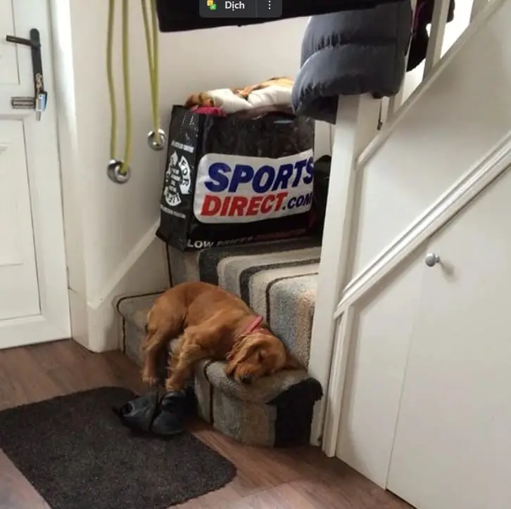 25 Photos Of Lazy Dogs Caught On Camera 14 lazy dog18