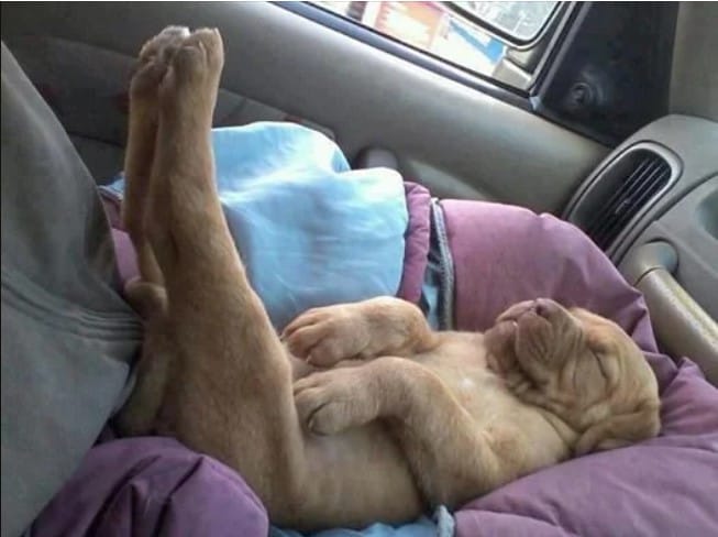 25 Photos Of Lazy Dogs Caught On Camera 15 lazy dog19