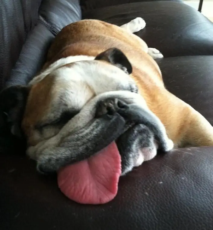 25 Photos Of Lazy Dogs Caught On Camera 16 lazy dog20