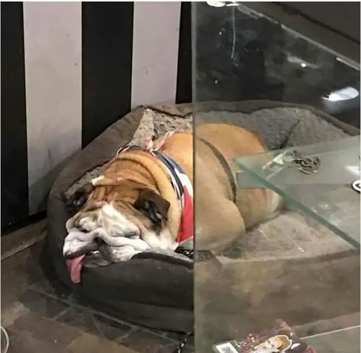 25 Photos Of Lazy Dogs Caught On Camera 17 lazy dog21