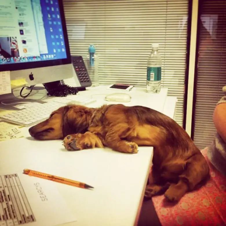 lazy dog5