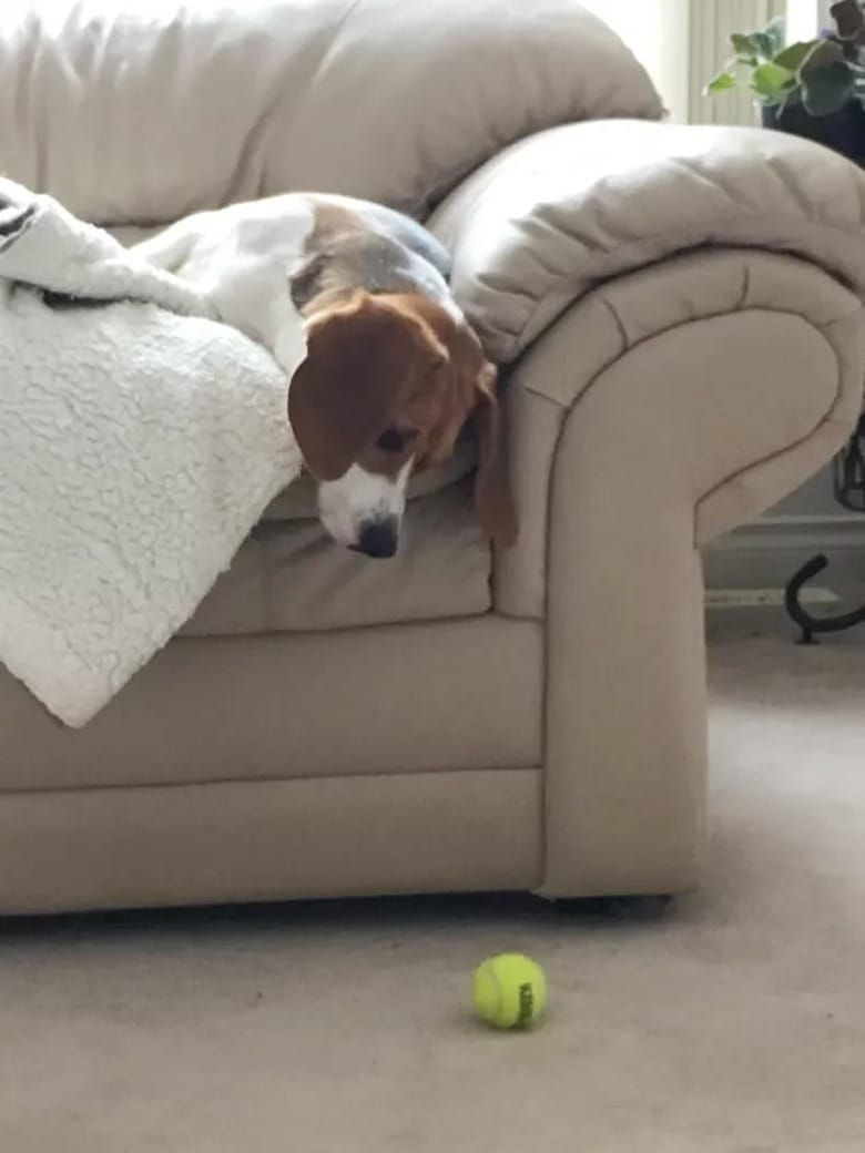 lazy dog9