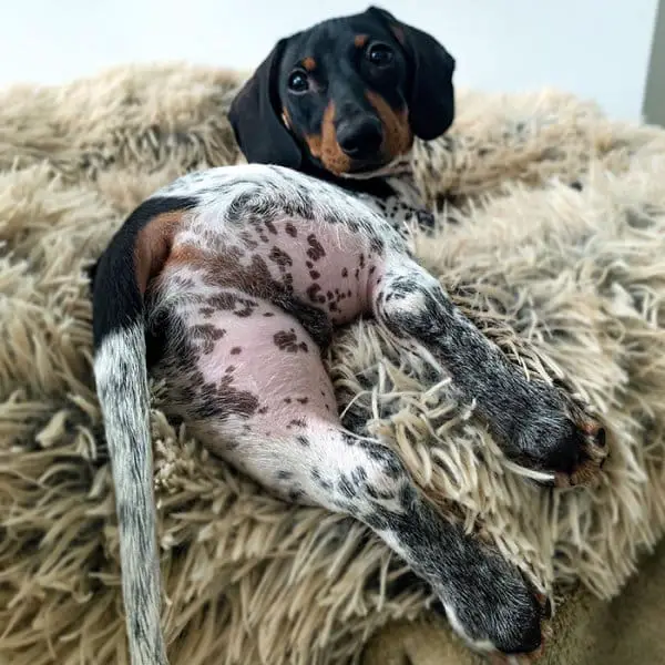 meet moo