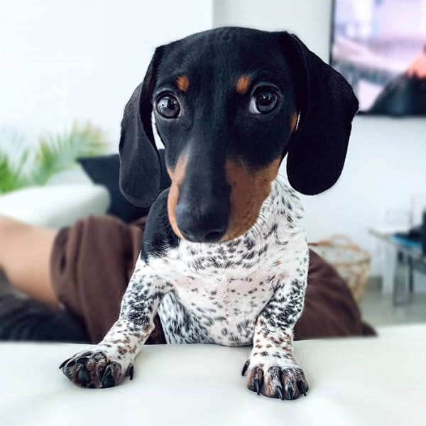 meet moo1