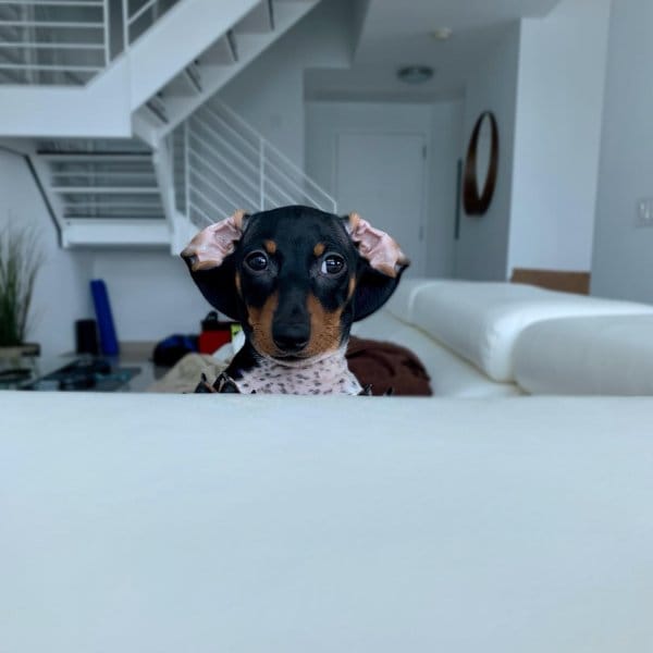 moo in miami 1588083888 2297336622415654445 34373809413