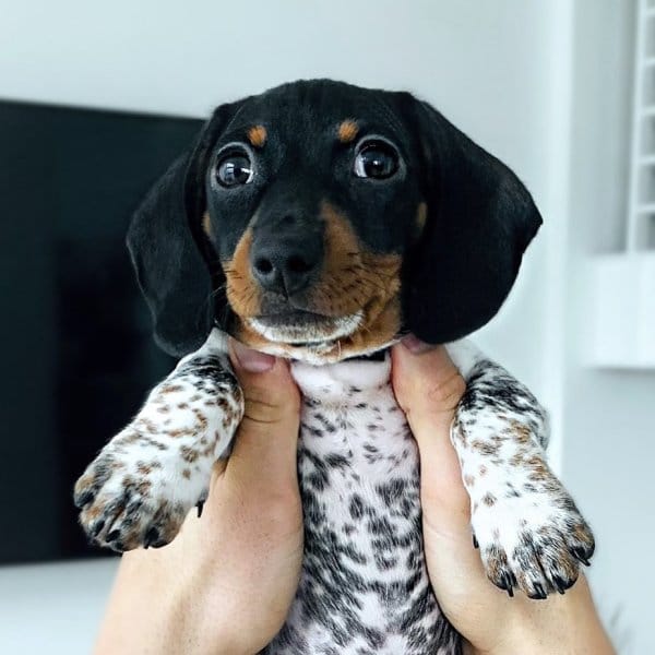 Meet Moo, An Adorable Dachshund That Looks Like He Has The Body Of A Cow 10 moo in miami 1590858272 2320609847274196903 34373809413