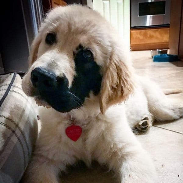 Golden Retriever Born With Genetic Mutation Has Grown up A Stunner 3 mutant dog 2