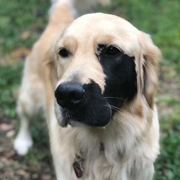 Golden Retriever Born With Genetic Mutation Has Grown up A Stunner 5 mutant dog 4