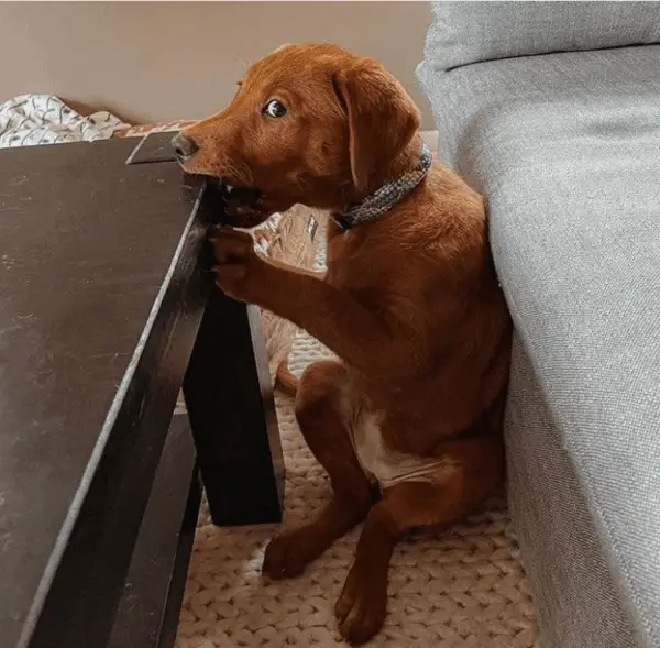 20 Dogs That Win You Over, Even After Making A Mess 1 naughty dog 1