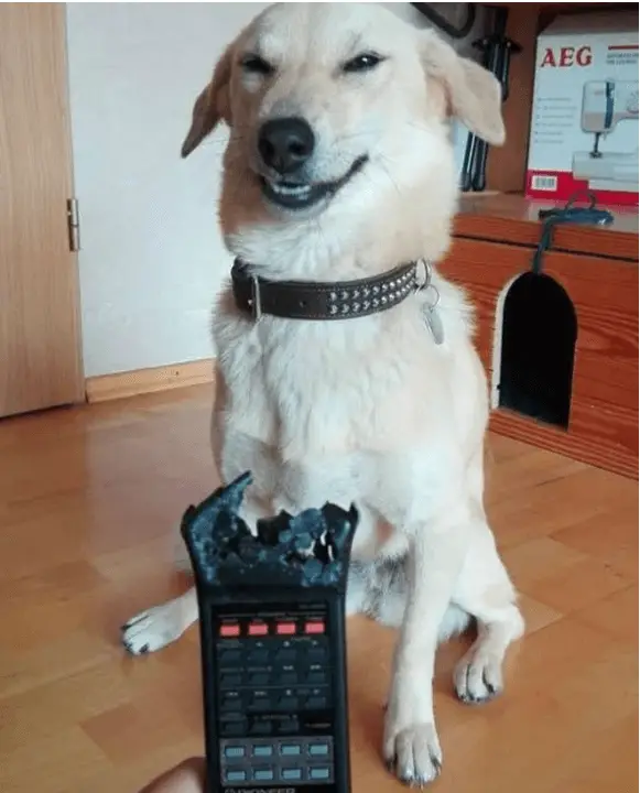 naughty dog 4