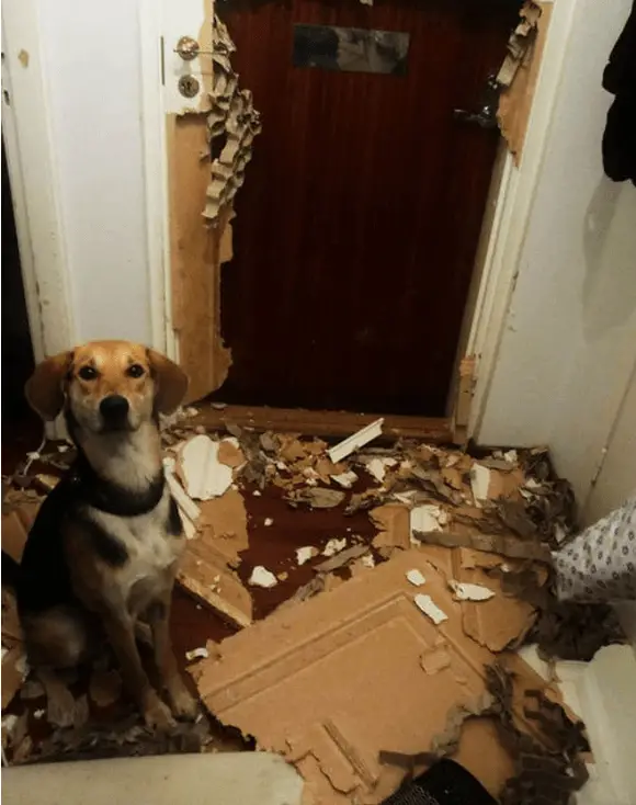 naughty dog 5
