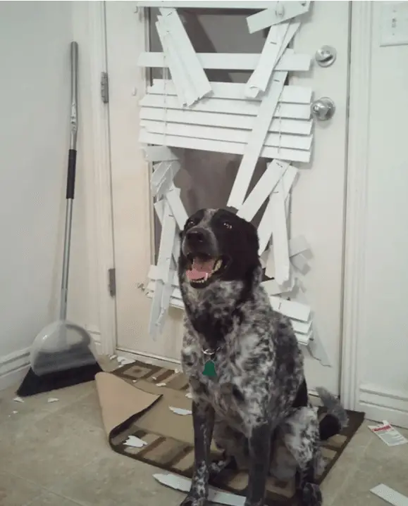 naughty dog 7