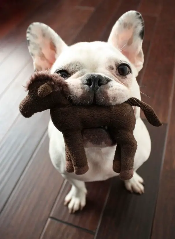 puppy 10