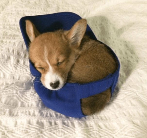 puppy 11