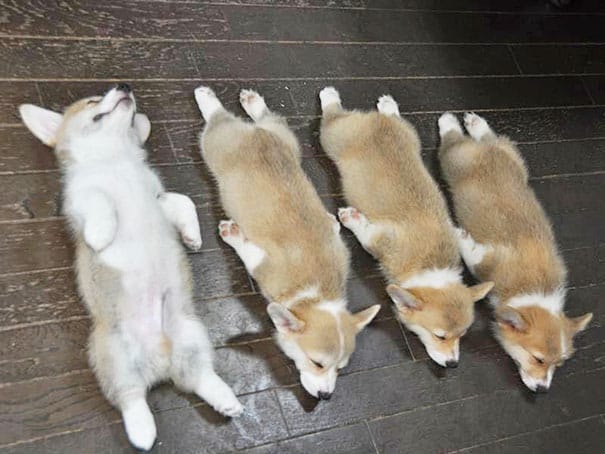 puppy 12