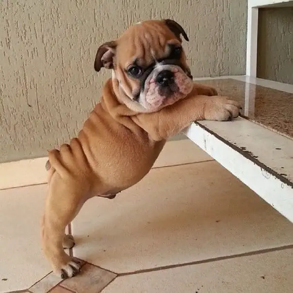 puppy 13