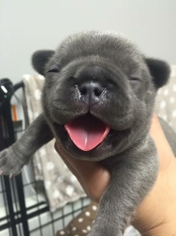 puppy 14