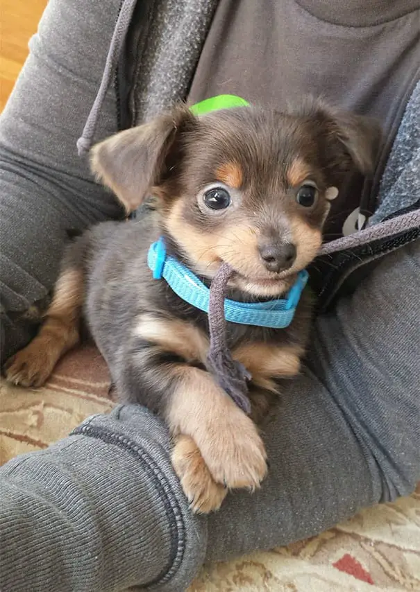 puppy 15