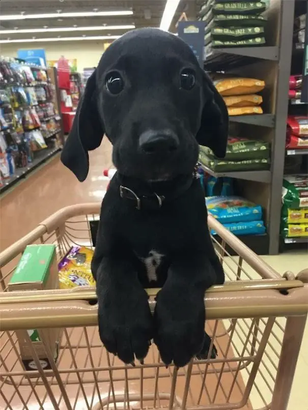 puppy 7