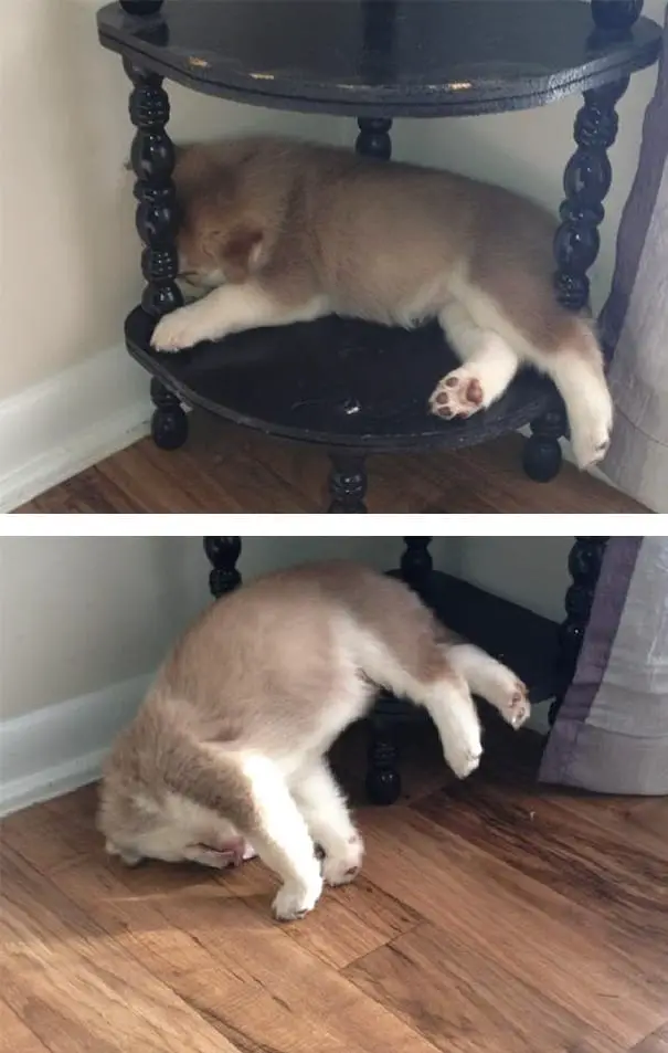 puppy 8
