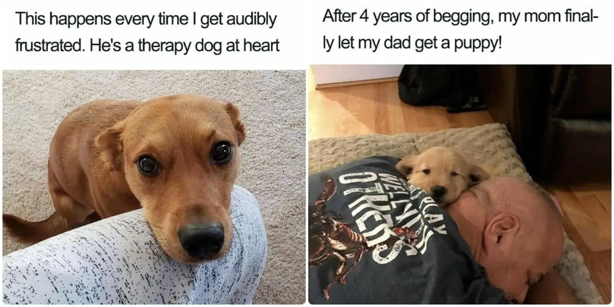 20 Dog Memes For When You Need That Daily Cute Fix