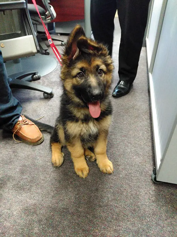 puppy2