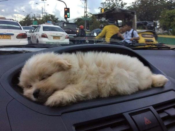 15+ Puppies That Are Too Adorable To Be Real