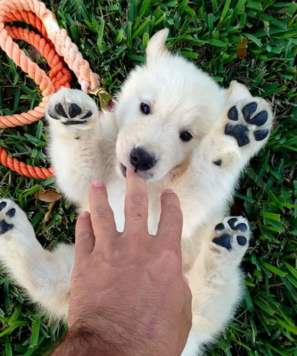 puppy4