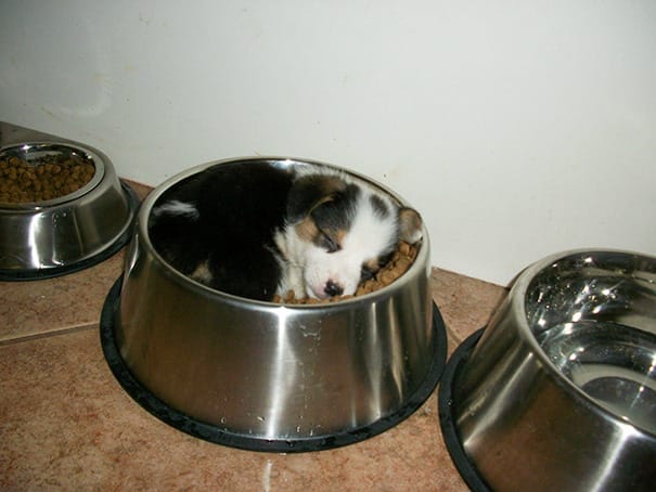 puppy5