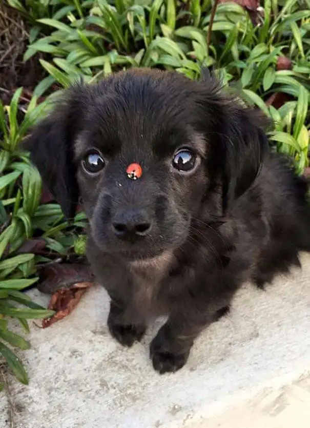 puppy6
