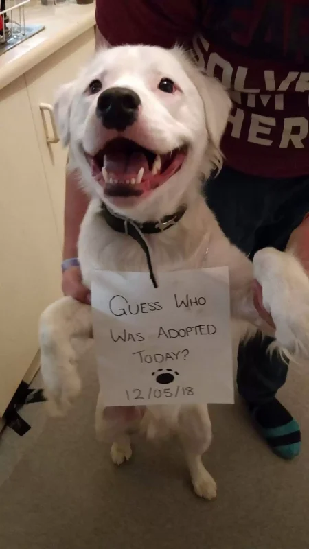 This Adorable Blind And Deaf Dog Comforts Every Foster Pet That His Owner Brings Home And It’s Wholesome 1 scale 1