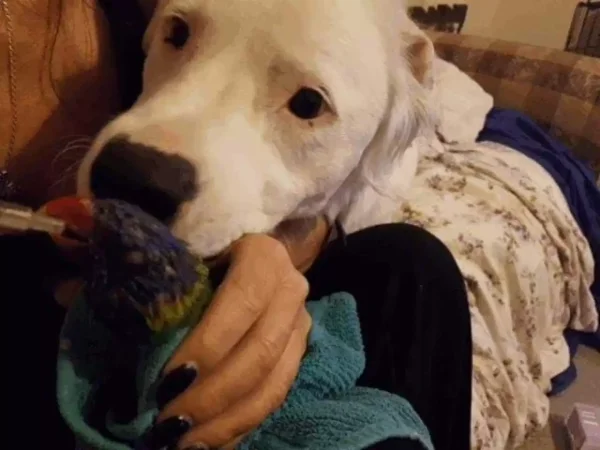 This Adorable Blind And Deaf Dog Comforts Every Foster Pet That His Owner Brings Home And It’s Wholesome 2 scale 2