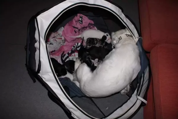 This Adorable Blind And Deaf Dog Comforts Every Foster Pet That His Owner Brings Home And It’s Wholesome 3 scale 3