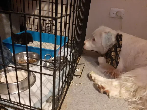 This Adorable Blind And Deaf Dog Comforts Every Foster Pet That His Owner Brings Home And It’s Wholesome 4 scale 4